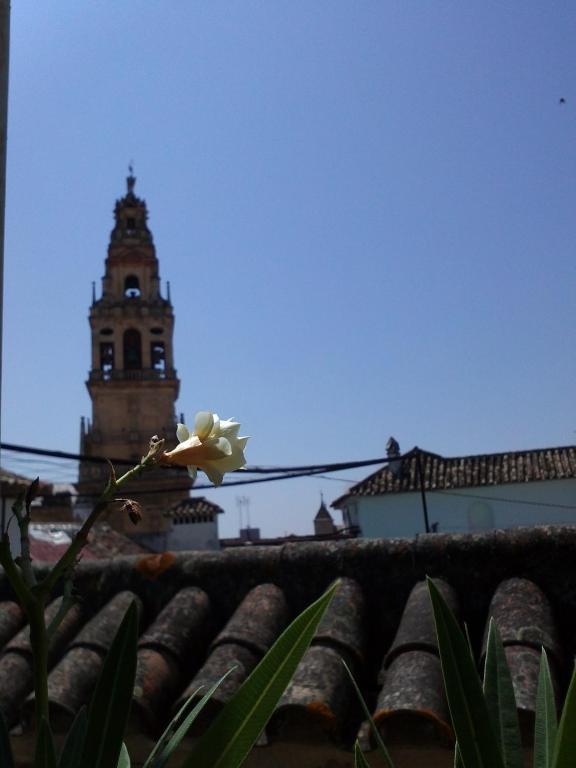 Seneca * Córdoba